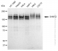 KD-Validated Anti-EHMT2 Rabbit Monoclonal Antibody